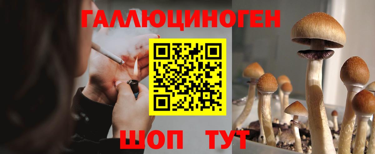 Советск  Псилоцибиновые грибы GOLDEN TEACHER  Галлюциногенные грибы Psilocybine cubensis  Вход с VPN 